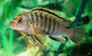 Labidochromis maculicauda 'Puulu'